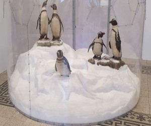 De Sarbatori Muzeul Antipa v-a pregatit o surpriza!